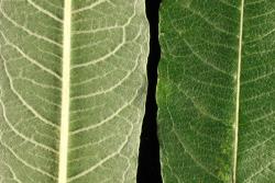 Salix ×calodendron. Lower (left) and upper leaf surfaces.
 Image: D. Glenny © Landcare Research 2020 CC BY 4.0
